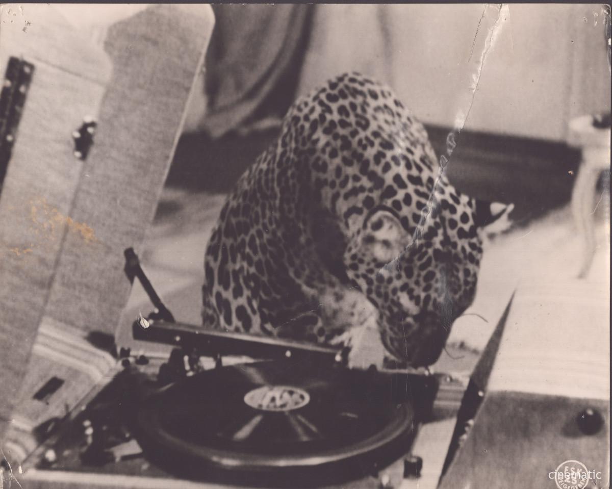 Leoparden küsst man nicht (Cary Grant) – Bild 4